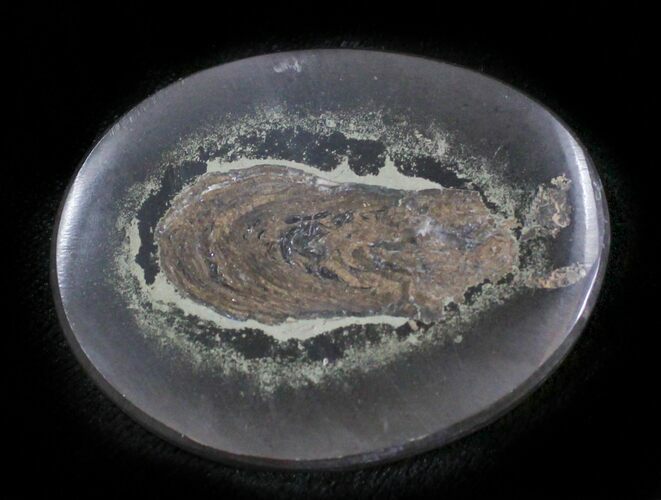 Polished Fish Coprolite (Fossil Poo) - Scotland #24534